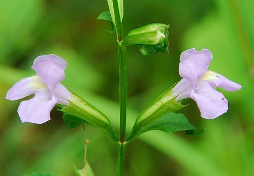 Mimulus_alatus_inflorescence.jpg