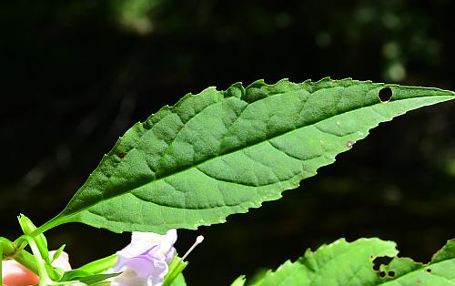 Mimulus_alatus_leaf1.jpg