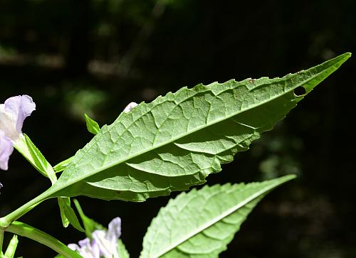 Mimulus_alatus_leaf2.jpg