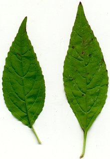 Mimulus_alatus_leaves.jpg