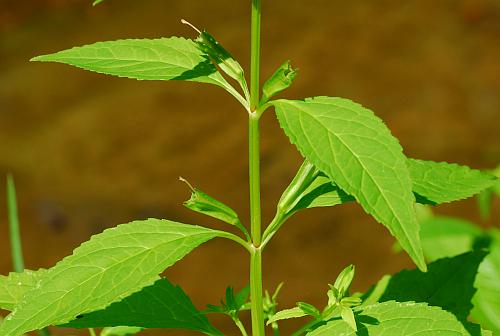 Mimulus_alatus_leaves1.jpg