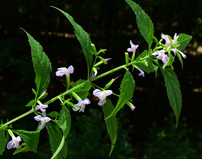 Mimulus_alatus_plant.jpg