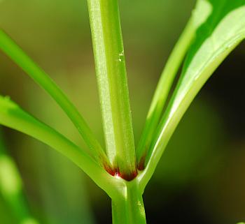 Mimulus_alatus_stem.jpg