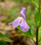 Mimulus alatus thumbnail