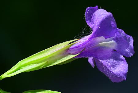 Mimulus_ringens_calyx.jpg