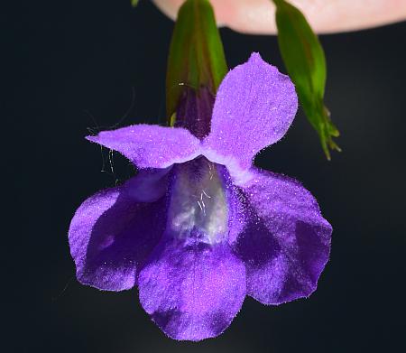 Mimulus_ringens_corolla1.jpg