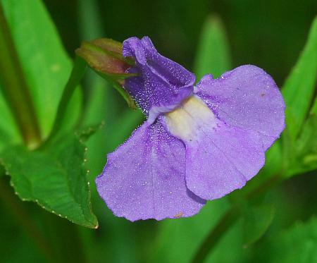 Mimulus_ringens_corolla2.jpg