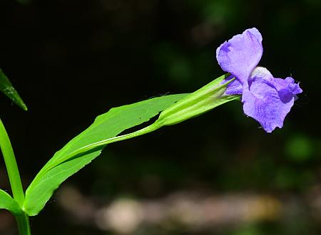 Mimulus_ringens_flower1.jpg