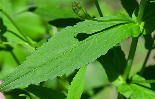 Mimulus_ringens_leaf1.jpg