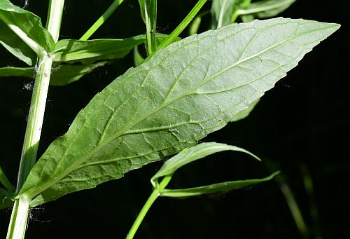 Mimulus_ringens_leaf2.jpg