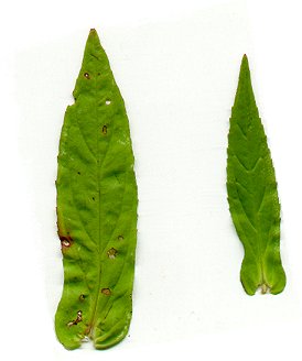 Mimulus_ringens_leaves.jpg