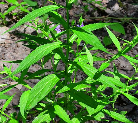 Mimulus_ringens_leaves1.jpg