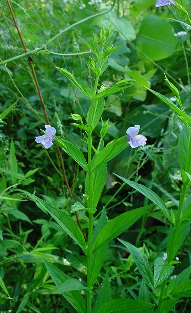 Mimulus_ringens_plants.jpg