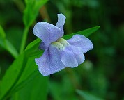 Mimulus ringens thumbnail