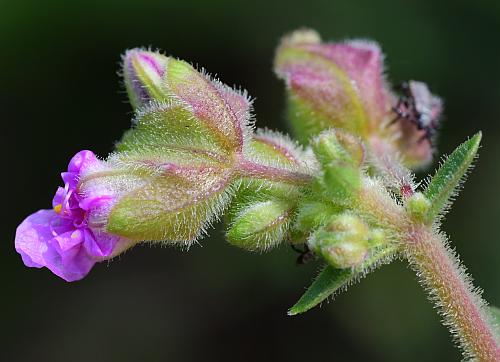 Mirabilis_albida_flower.jpg