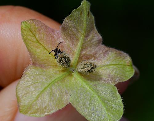 Mirabilis_albida_fruit1.jpg