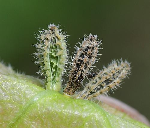 Mirabilis_albida_fruit2.jpg