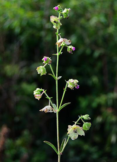 Mirabilis_albida_inflorescence1.jpg