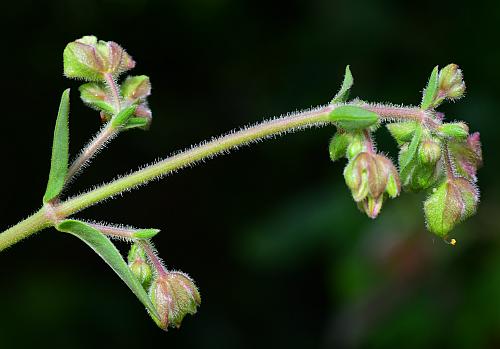 Mirabilis_albida_inflorescence2.jpg