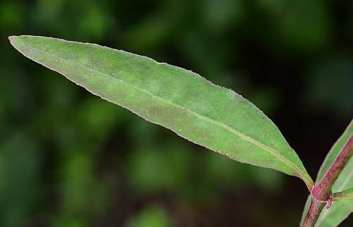 Mirabilis_albida_leaf1.jpg