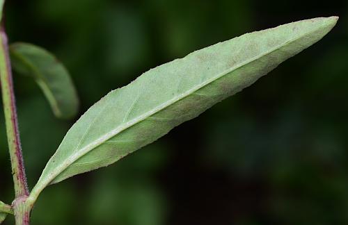 Mirabilis_albida_leaf2.jpg