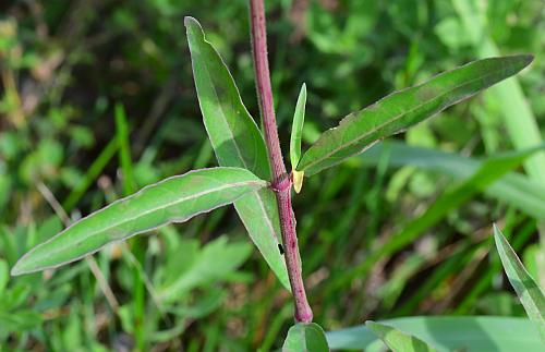 Mirabilis_albida_leaves1.jpg