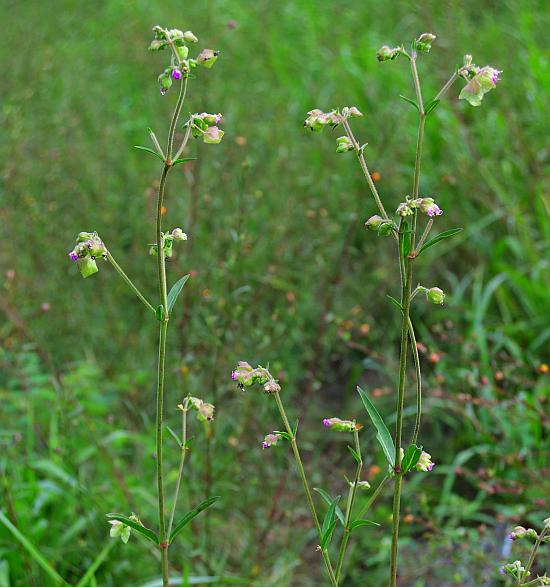 Mirabilis_albida_plant.jpg