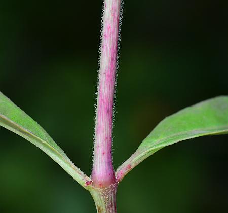 Mirabilis_albida_stem.jpg