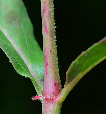 Mirabilis_albida_stem2.jpg