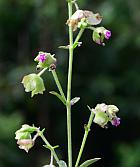 Mirabilis albida thumbnail