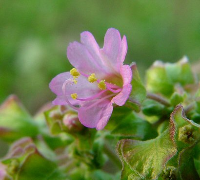 Mirabilis_nyctaginea_flower.jpg