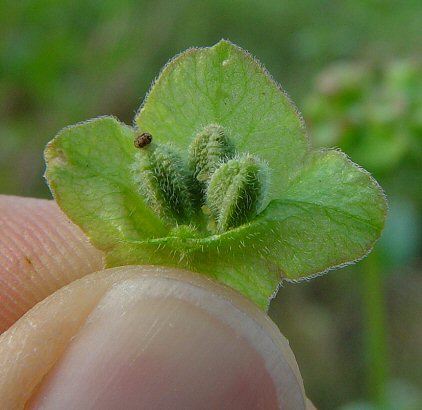 Mirabilis_nyctaginea_fruit.jpg