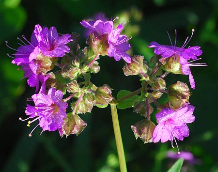 Mirabilis_nyctaginea_inflorescence.jpg