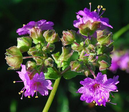 Mirabilis_nyctaginea_inflorescence2.jpg