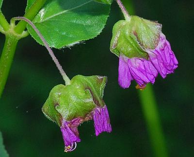 Mirabilis_nyctaginea_involucres.jpg