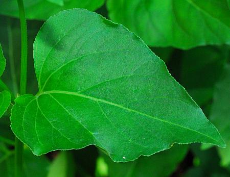 Mirabilis_nyctaginea_leaf1.jpg