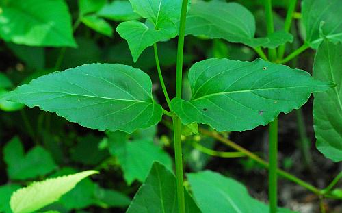 Mirabilis_nyctaginea_leaves1.jpg