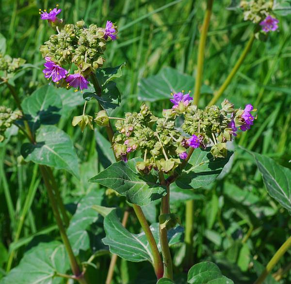 Mirabilis_nyctaginea_plant.jpg