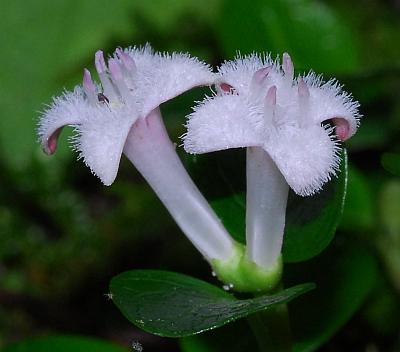 Mitchella_repens_corollas.jpg