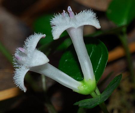 Mitchella_repens_flowers.jpg