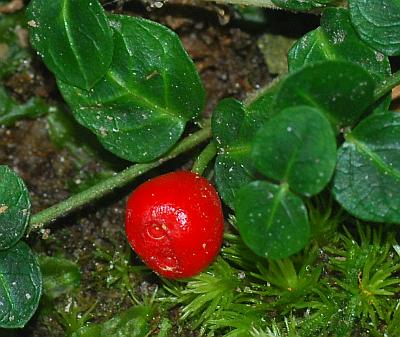 Mitchella_repens_fruit.jpg