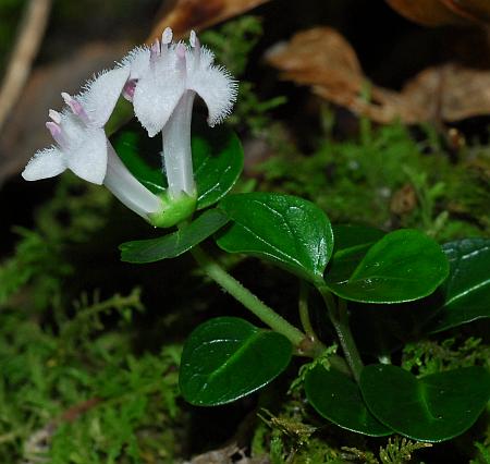 Mitchella_repens_inflorescence.jpg