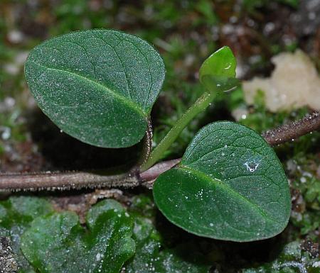 Mitchella_repens_leaves1.jpg