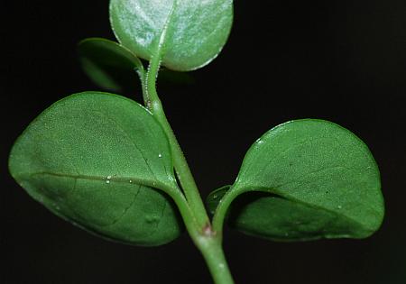 Mitchella_repens_leaves2.jpg