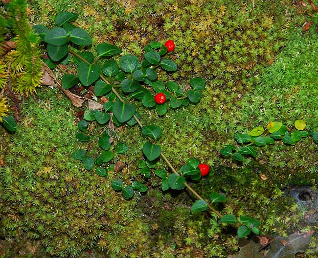 Mitchella_repens_plant.jpg