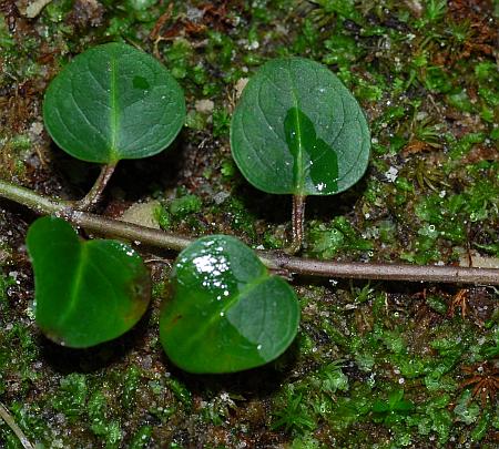 Mitchella_repens_stem.jpg