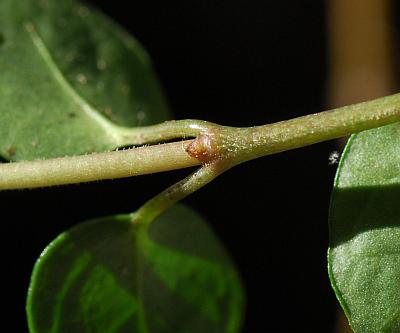 Mitchella_repens_stipule.jpg