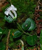 Mitchella repens thumbnail