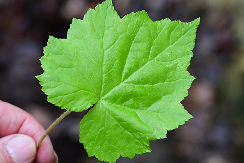 Mitella_diphylla_basal1.jpg