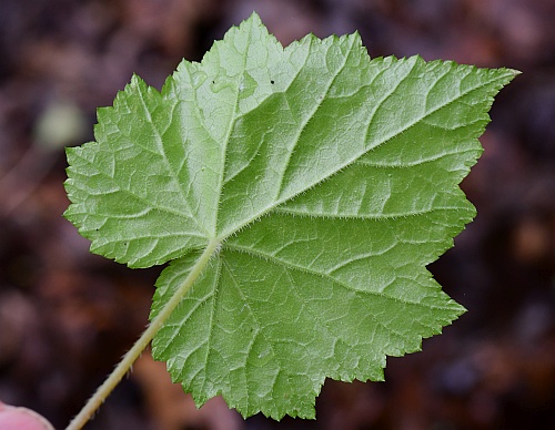 Mitella_diphylla_basal2.jpg